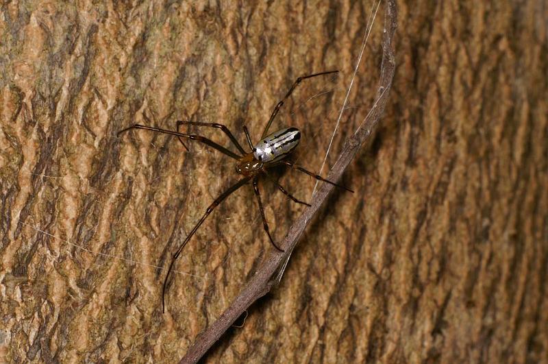 Leucage_granulata_D7703_Z_89_The Gap_Australie.jpg